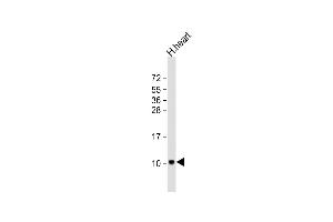 Anti-ATP5EP2 Antibody (Center) at 1:2000 dilution + human heart lysate Lysates/proteins at 20 μg per lane. (ATP5EP2 抗体  (AA 19-52))