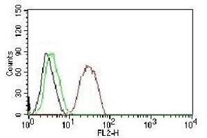 FACS testing of MCF-7 cells:  Black=cells alone (ESR2 抗体  (C-Term))