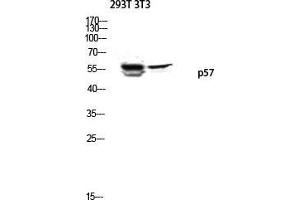 Western Blot (WB) analysis of 293T 3T3 lysis using p57 antibody. (P57 (Ser238) 抗体)