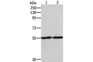 Western Blot analysis of RAW264. (EGR1 抗体)