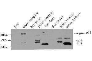 Western Blot analysis of various cells using Cleaved-CASP3 p17 (D175) Polyclonal Antibody at dilution of 1:1000. (Caspase 3 p17 (Cleaved-Asp175) 抗体)