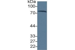 Western Blotting (WB) image for Transferrin (TF) ELISA Kit (ABIN6720577)