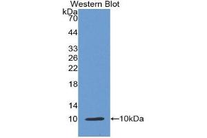 Western Blotting (WB) image for anti-Insulin (INS) (AA 25-110) antibody (ABIN1868717) (Insulin 抗体  (AA 25-110))