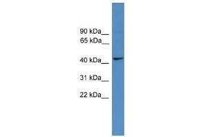 TAAR5 antibody used at 0. (TAAR5 抗体  (Middle Region))