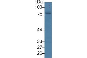 Western blot analysis of Human 293T cell lysate, using Human PKCz Antibody (3 µg/ml) and HRP-conjugated Goat Anti-Rabbit antibody ( (PKC zeta 抗体  (AA 404-591))