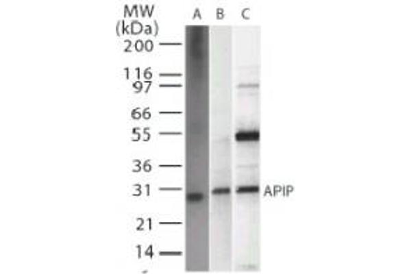 APIP 抗体