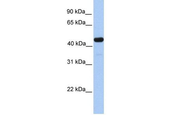 GAL3ST3 抗体  (C-Term)