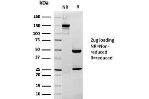 SDS-PAGE (SDS) image for anti-Cytochrome C, Somatic (CYCS) (AA 1-80) antibody (ABIN6940324)