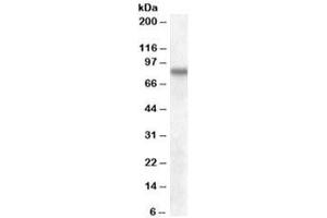 Western blot testing of human cerebral cortex lysate with SCARB2 antibody at 0. (SCARB2 抗体)