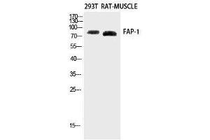Western Blot analysis of Rat muscle, 293T using FAP Polyclonal Antibody at dilution of 1:2000. (FAP 抗体)