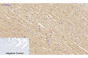 Immunohistochemical analysis of paraffin-embedded rat heart tissue. (SYN1 抗体)