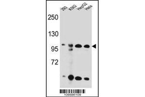 Western blot analysis in 293,K562,HepG2,Hela cell line lysates (35ug/lane). (KSR2 抗体  (C-Term))