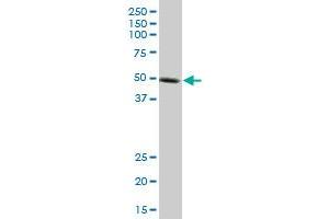 KLF10 monoclonal antibody (M14), clone 2E7. (KLF10/TIEG1 抗体  (AA 111-210))