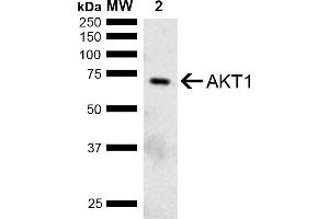 Western blot analysis of Mouse Brain showing detection of ~55. (AKT1 抗体  (AA 100-200) (HRP))