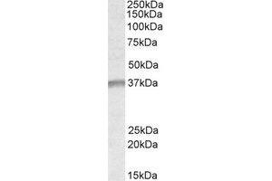 Western Blotting (WB) image for anti-Undifferentiated Embryonic Cell Transcription Factor 1 (UTF1) (Internal Region) antibody (ABIN2464571) (UTF1 抗体  (Internal Region))