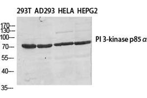 Western Blot analysis of various cells using PI 3-kinase p85β Polyclonal Antibody diluted at 1:500. (PIK3R2 抗体)