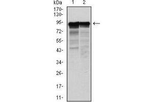 Western Blotting (WB) image for anti-Neurofilament, Light Polypeptide (NEFL) antibody (ABIN1108417) (NEFL 抗体)