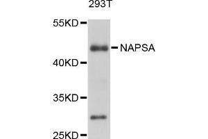 Western blot analysis of extracts of 293T cells, using NAPSA antibody (ABIN5998306) at 1/1000 dilution. (NAPSA 抗体)