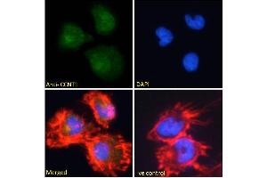 ABIN6391346 Immunofluorescence analysis of paraformaldehyde fixed U251 cells, permeabilized with 0. (Cyclin T1 抗体  (Internal Region))