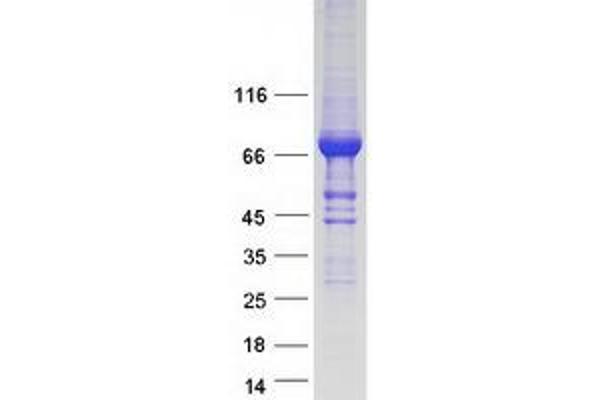 Sec23 Homolog B Protein (SEC23B) (Transcript Variant 1) (Myc-DYKDDDDK Tag)