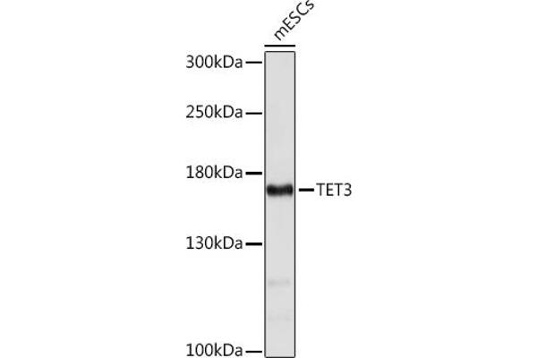 TET3 抗体  (AA 1441-1540)