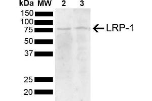 Western blot analysis of Mouse, Rat Brain showing detection of 504. (LRP1 抗体  (AA 160-260) (PE))