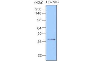 Western Blotting (WB) image for anti-Clusterin (CLU) antibody (ABIN361033) (Clusterin 抗体)