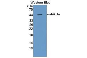 Western blot analysis of the recombinant protein. (LCN12 抗体  (AA 21-109, AA 151-182))