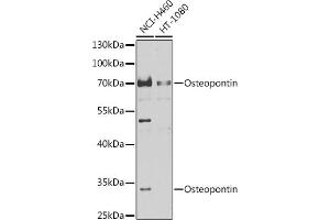 Western blot analysis of extracts of various cell lines, using Osteopontin antibody (ABIN6132293, ABIN6148377, ABIN6148379 and ABIN6218289) at 1:1000 dilution. (Osteopontin 抗体  (AA 106-205))