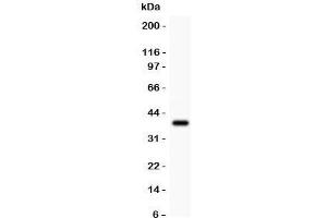 Western blot testing of Crk antibody and recombinant human protein (0. (Crk 抗体  (AA 2-246))