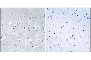Immunohistochemistry analysis of paraffin-embedded human brain tissue, using Histone H2B Antibody. (Histone H2B 抗体  (AA 1-50))