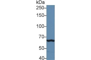 Western Blot; Sample: Mouse Spleen lysate; Primary Ab: 5µg/ml Rabbit Anti-Mouse TLR3 Antibody Second Ab: 0. (TLR3 抗体  (AA 727-905))