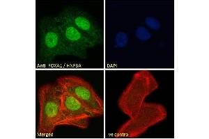 Immunofluorescence (IF) image for anti-Forkhead Box A1 (FOXA1) (C-Term) antibody (ABIN185021)