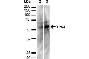 Western blot analysis of Human HeLa and HEK293T cell lysates showing detection of ~43. (p53 抗体  (C-Term) (HRP))