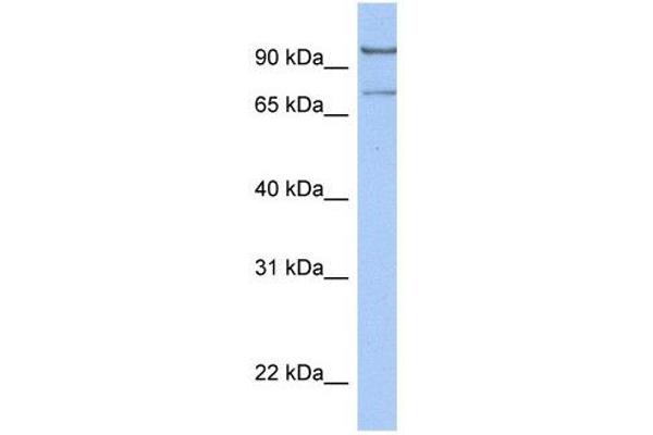 LCMT2 抗体  (C-Term)