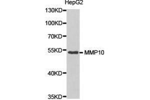 Western Blotting (WB) image for anti-Matrix Metallopeptidase 10 (Stromelysin 2) (MMP10) antibody (ABIN1873714) (MMP10 抗体)