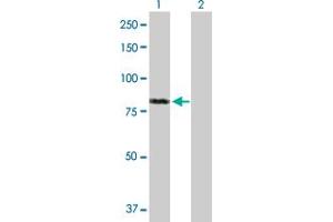 Western Blot analysis of FAF1 expression in transfected 293T cell line by FAF1 MaxPab polyclonal antibody. (FAF1 抗体  (AA 1-650))