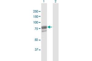 Western Blot analysis of DHX58 expression in transfected 293T cell line by DHX58 MaxPab polyclonal antibody. (DHX58 抗体  (AA 1-678))