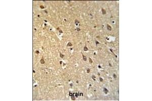 SPRN Antibody (C-term) (ABIN650950 and ABIN2840007) IHC analysis in formalin fixed and paraffin embedded brain tissue followed by peroxidase conjugation of the secondary antibody and DAB staining. (SPRN 抗体  (C-Term))