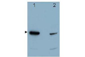 Image no. 1 for anti-Programmed Cell Death 4 (PDCD4) (C-Term) antibody (ABIN318336) (PDCD4 抗体  (C-Term))