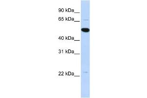 Western Blotting (WB) image for anti-rho GTPase Activating Protein 36 (ARHGAP36) antibody (ABIN2459574) (ARHGAP36 抗体)