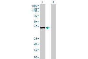 Lane 1: THAP10 transfected lysate ( 28. (THAP10 293T Cell Transient Overexpression Lysate(Denatured))