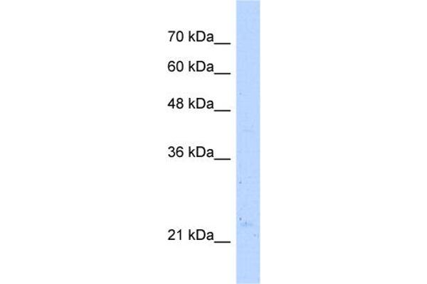 NUDT16L1 抗体  (C-Term)