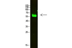 Western Blot analysis of HELA cells using primary antibody diluted at 1:2000 (4 °C overnight). (OASL 抗体  (AA 1-50))