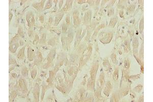 Immunohistochemistry of paraffin-embedded human heart tissue using ABIN7168779 at dilution of 1:100 (Selenoprotein W (SELENOW) (AA 11-86) 抗体)