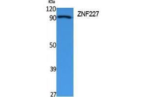 Western Blotting (WB) image for anti-Zinc Finger Protein 227 (ZNF227) (Internal Region) antibody (ABIN3178116) (ZNF227 抗体  (Internal Region))