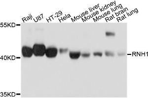Western blot analysis of extracts of various cell lines, using RNH1 antibody (ABIN5972239) at 1/1000 dilution. (RNH1 抗体)