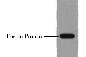 Western Blot analysis of 1 μg Flag fusion protein using Flag-Tag Monoclonal Antibody at dilution of 1:10000. (DYKDDDDK Tag 抗体)