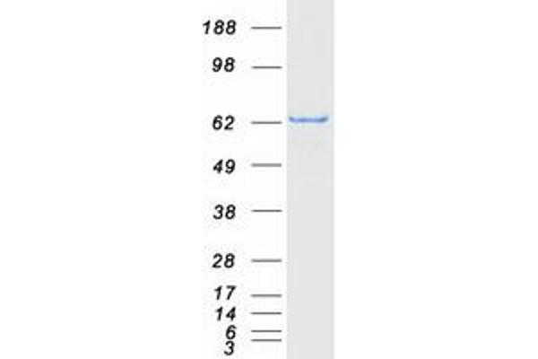 ACSM5 Protein (Myc-DYKDDDDK Tag)