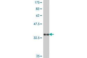 Western Blot detection against Immunogen (37. (GTF3C4 抗体  (AA 723-822))